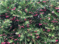 0bdb254c-20190319 Grevillea.jpg